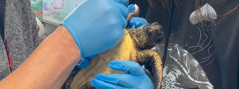 Garantisci la visita veterinaria per salvare  una tartaruga